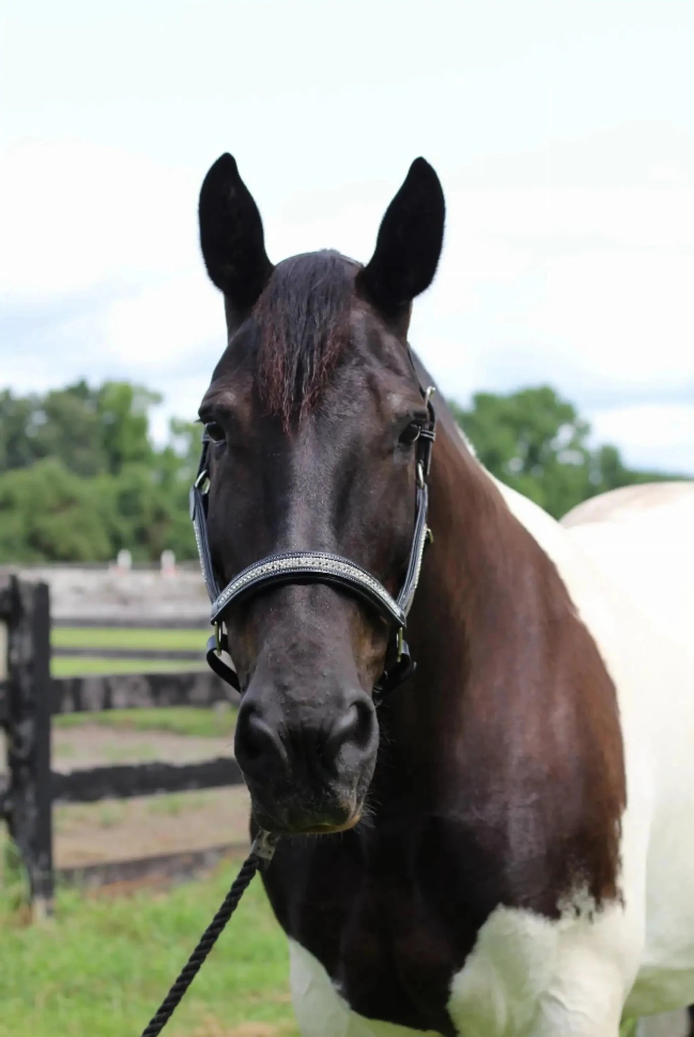 Henri de Rivel Padded Jewel Halter - from JPC Equestrian