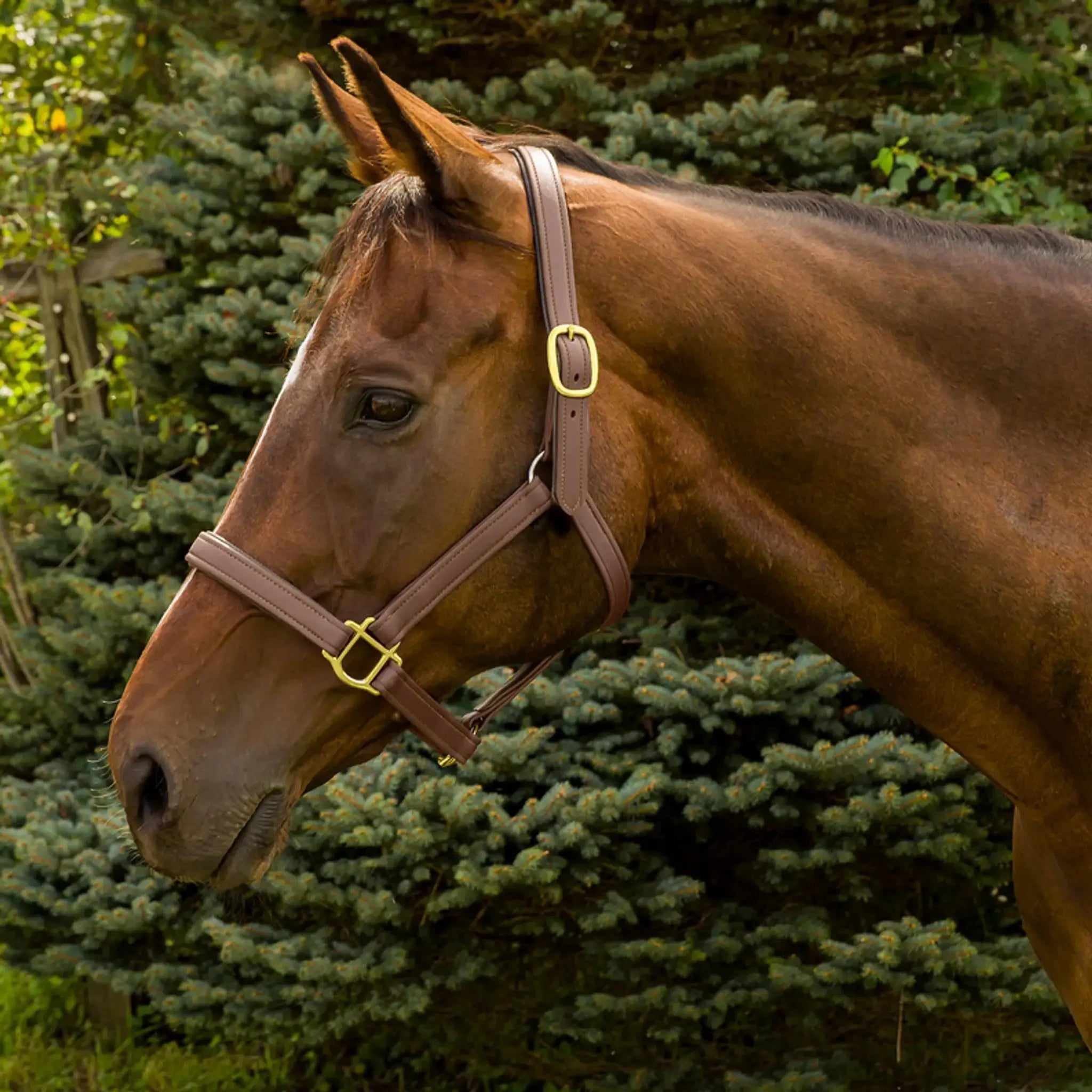 Henri de Rivel Vegan-X Leather Halter - from JPC Equestrian
