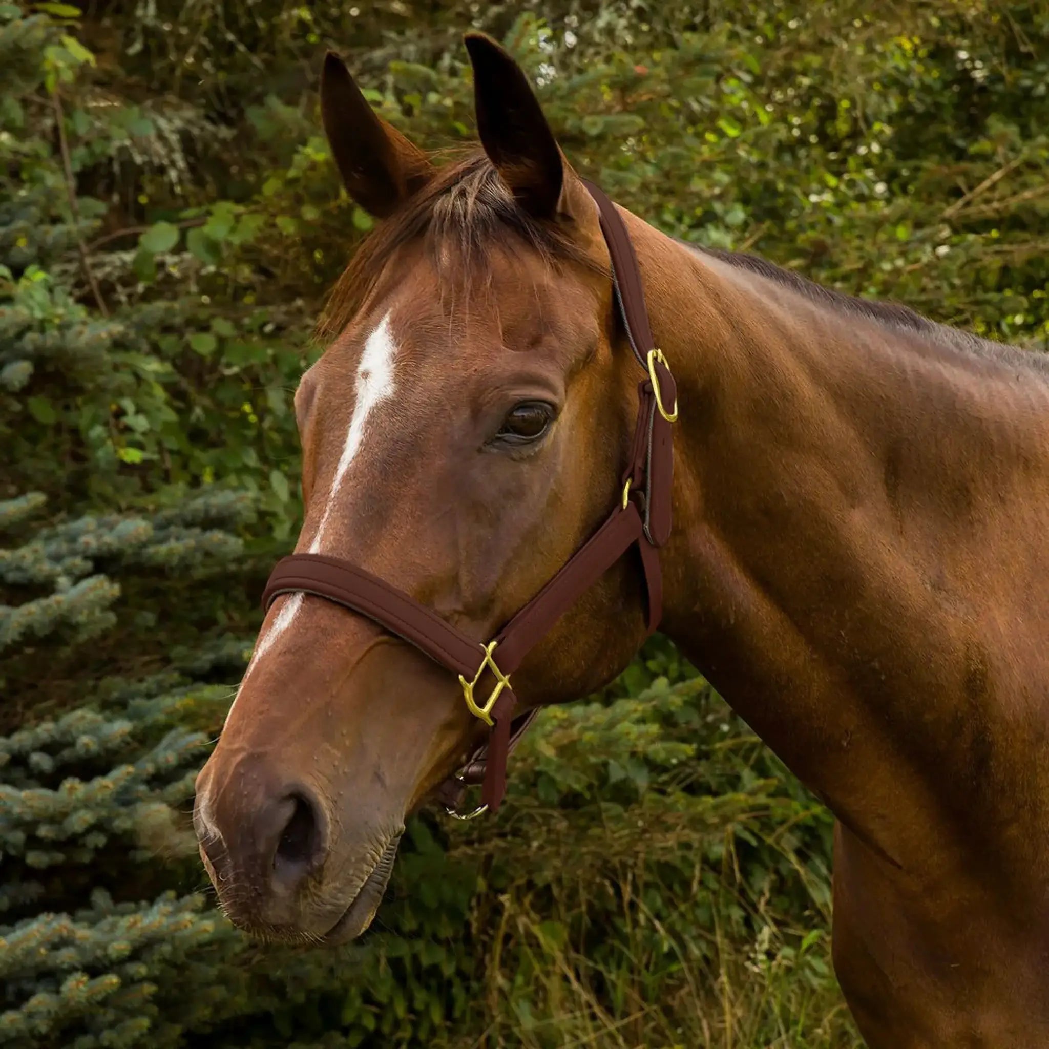 Henri de Rivel Vegan-X Leather Halter - Australian Nut - Pony - from Henri de Rivel