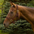 Load image into Gallery viewer, Henri de Rivel Vegan-X Leather Halter - Australian Nut - Pony - from Henri de Rivel
