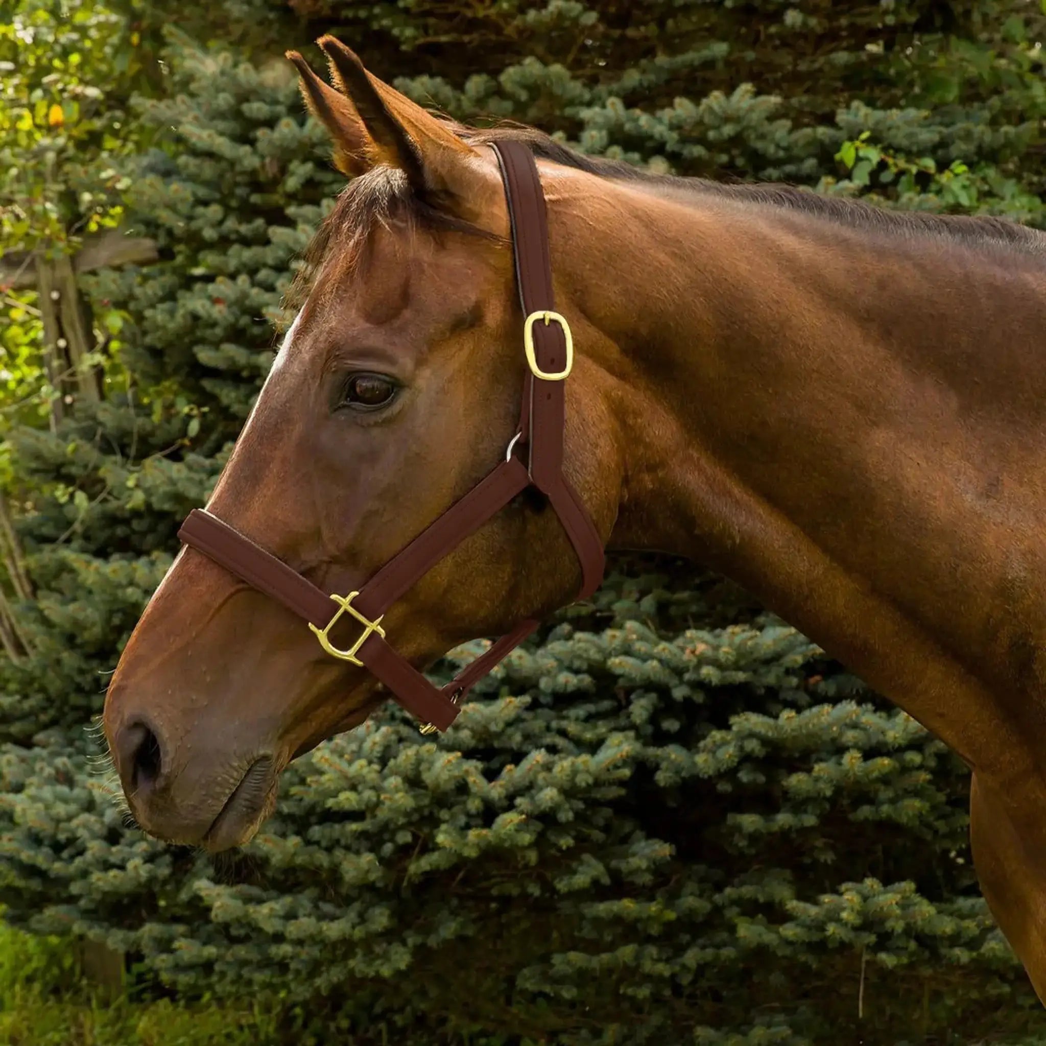 Henri de Rivel Vegan-X Leather Halter - Australian Nut - Pony - from Henri de Rivel