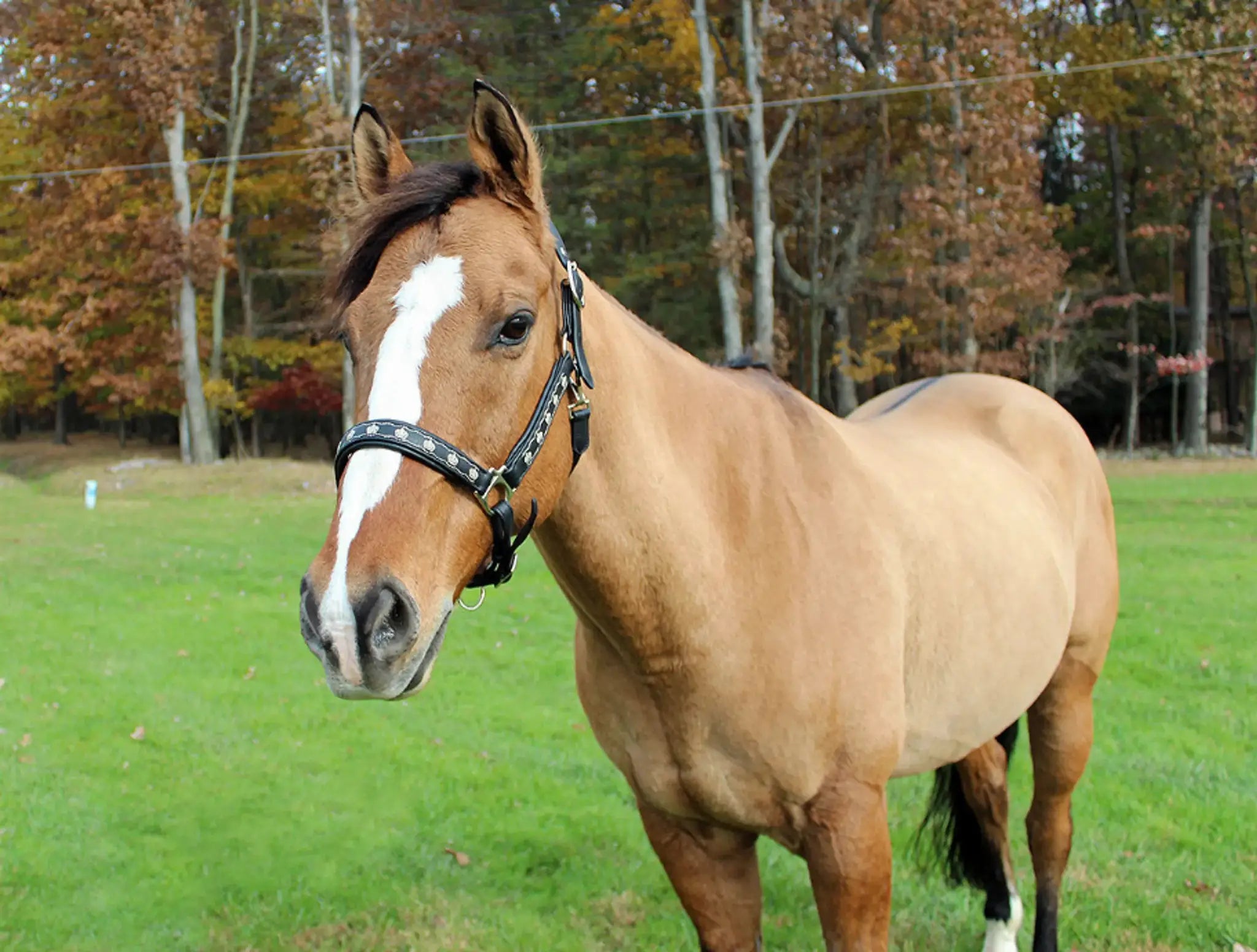 Henri de Rivel Royal Embroidered Leather Halter - from JPC Equestrian