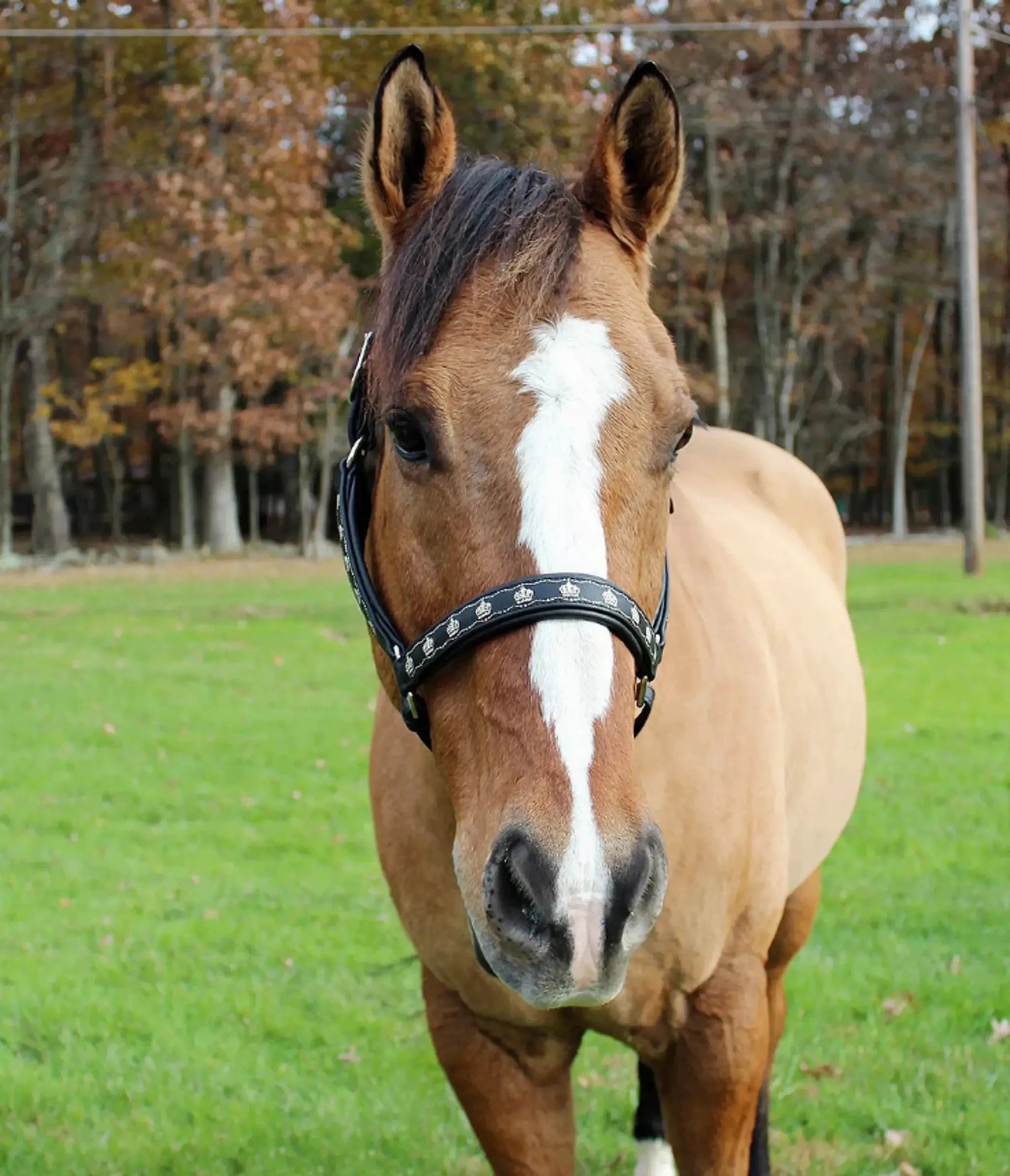 Henri de Rivel Royal Embroidered Leather Halter - from JPC Equestrian