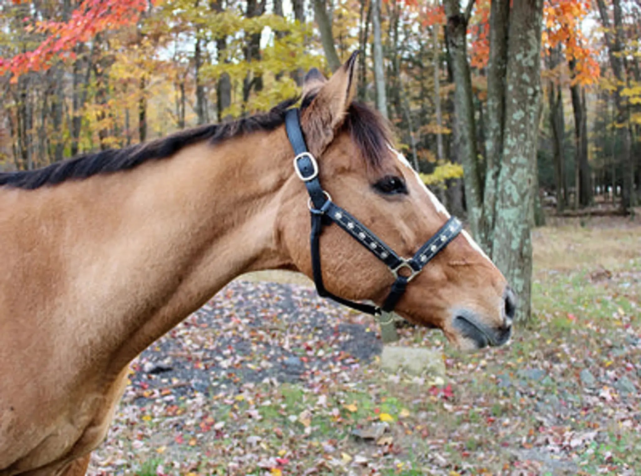 Henri de Rivel Royal Embroidered Leather Halter - from JPC Equestrian