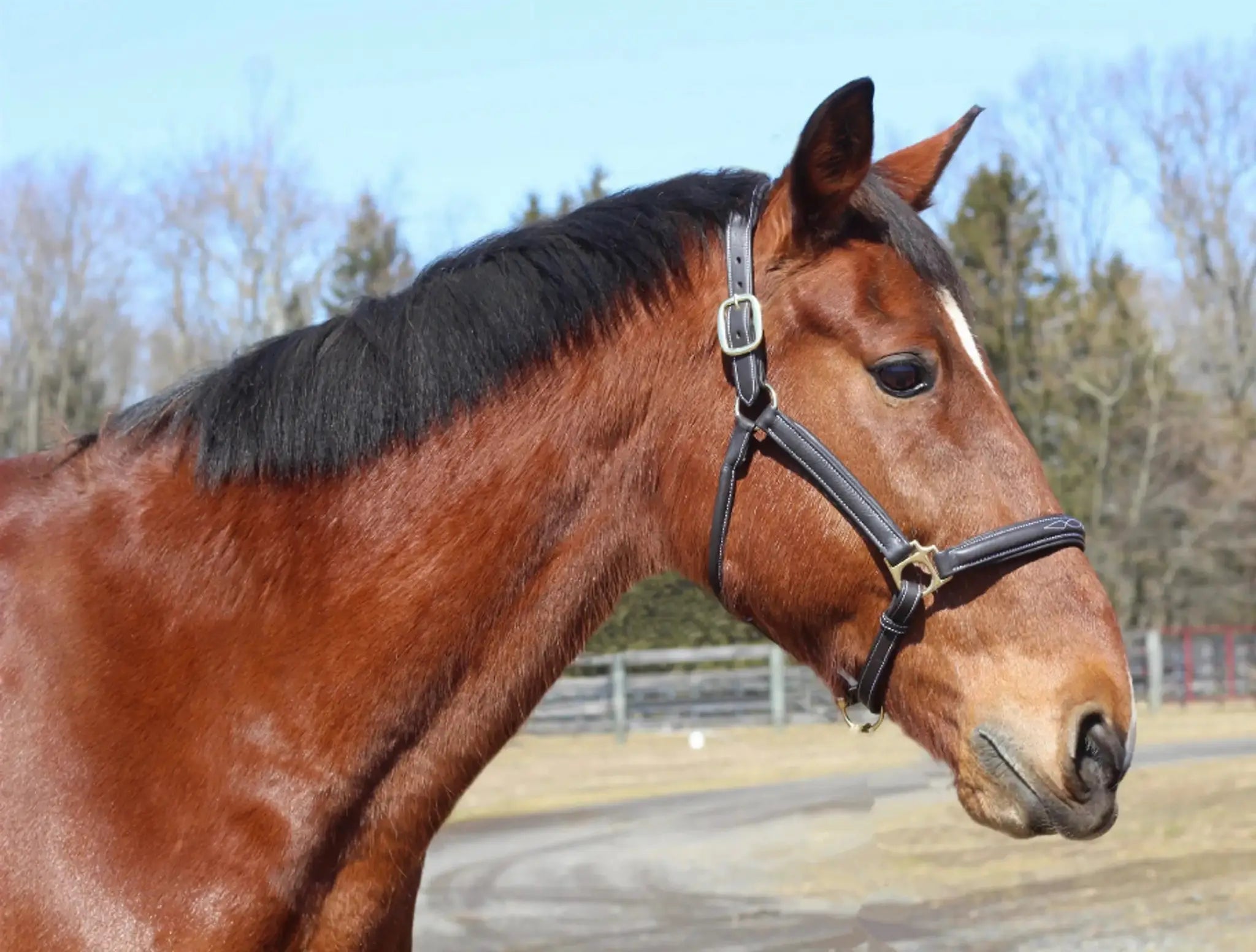 Henri de Rivel Kushy Halter - from JPC Equestrian