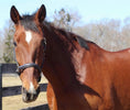 Bild in Galerie-Betrachter laden, Henri de Rivel Kushy Halter - from JPC Equestrian
