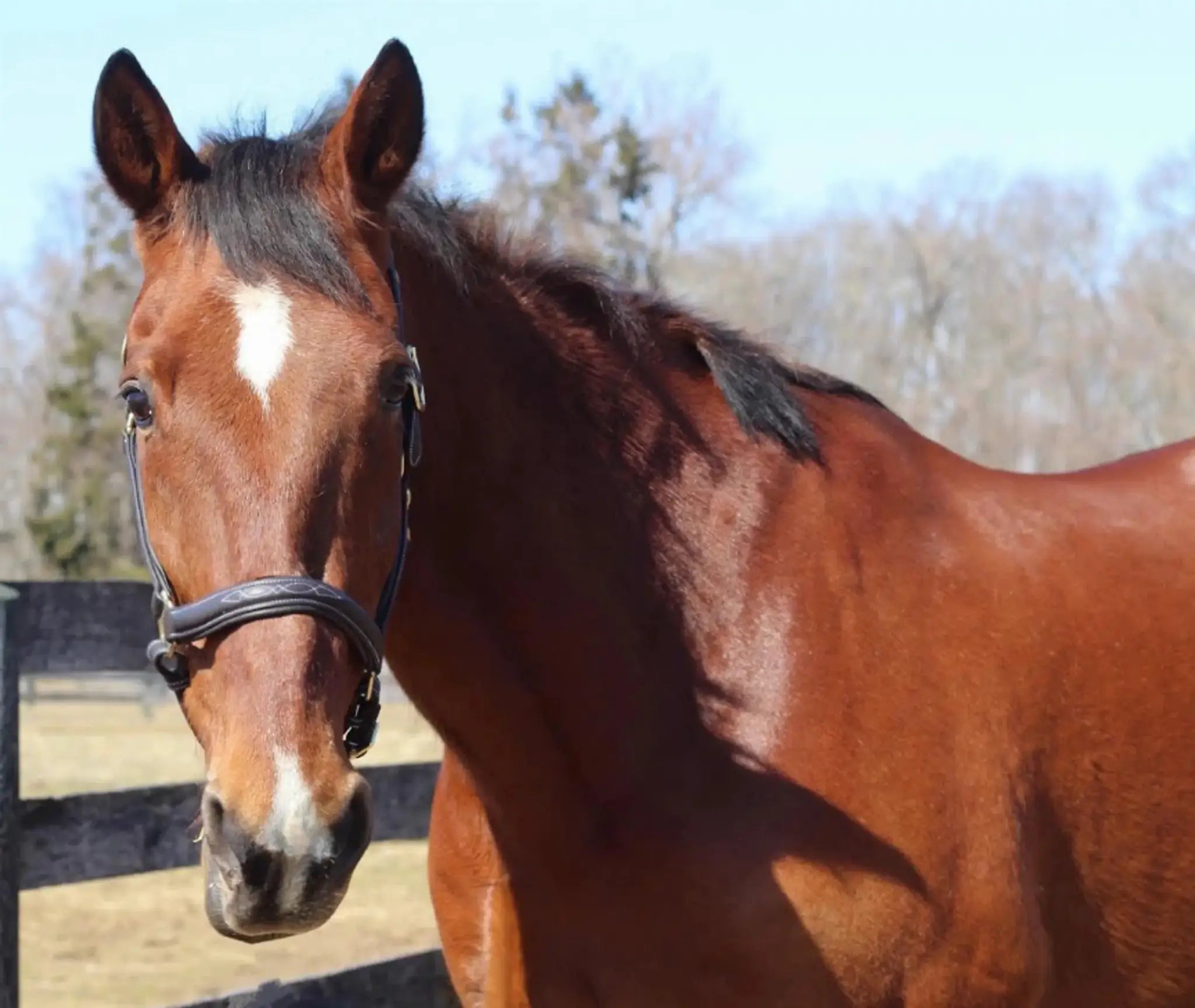 Henri de Rivel Kushy Halter - from JPC Equestrian