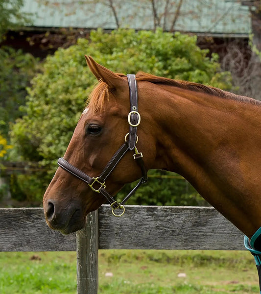 Henri de Rivel Kushy Plain Raised Halter With Flat Cheek Pieces - from JPC Equestrian