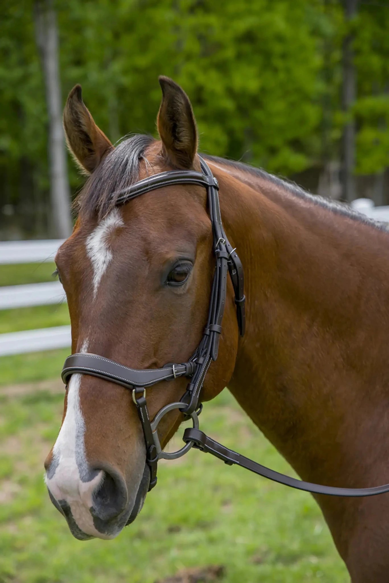 Henri de Rivel Pro Anatomical Bridle - from JPC Equestrian