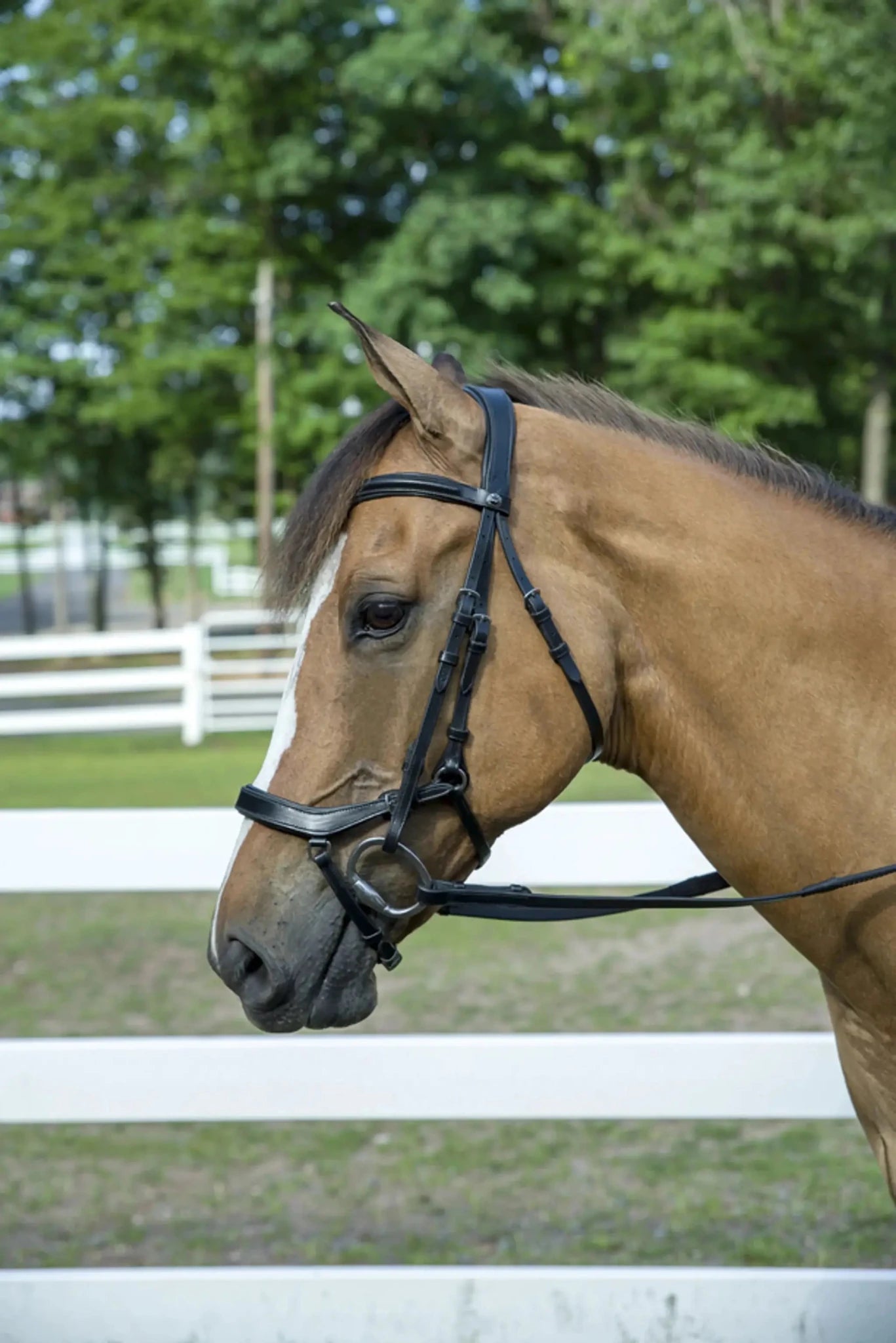 Henri de Rivel Pro Anatomical Bridle - from JPC Equestrian