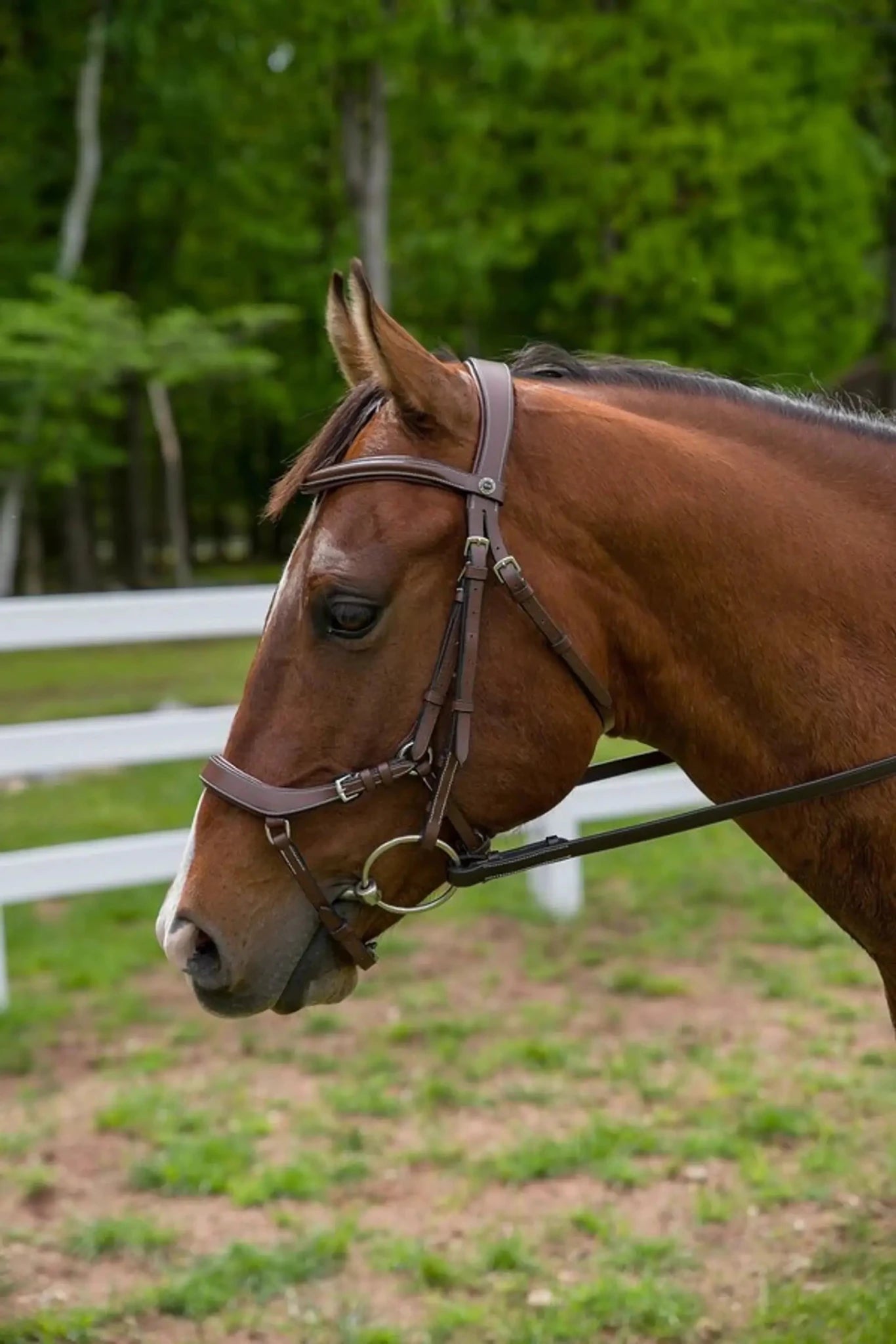 Henri de Rivel Pro Anatomical Bridle - Australian Nut - Oversize - from Henri de Rivel