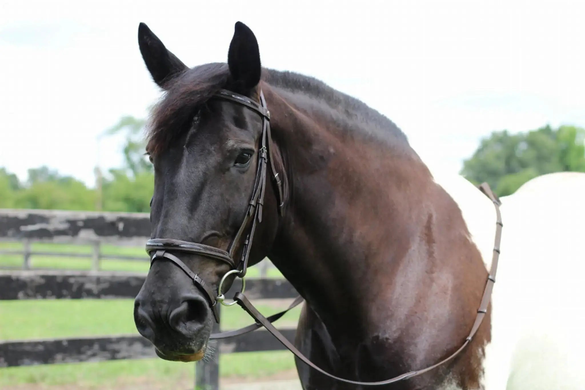 Henri de Rivel Pro Piaffe Mono Crown Bridle with Flash Noseband with Patent Leather and webbed rubber reins with leather stops - from JPC Equestrian