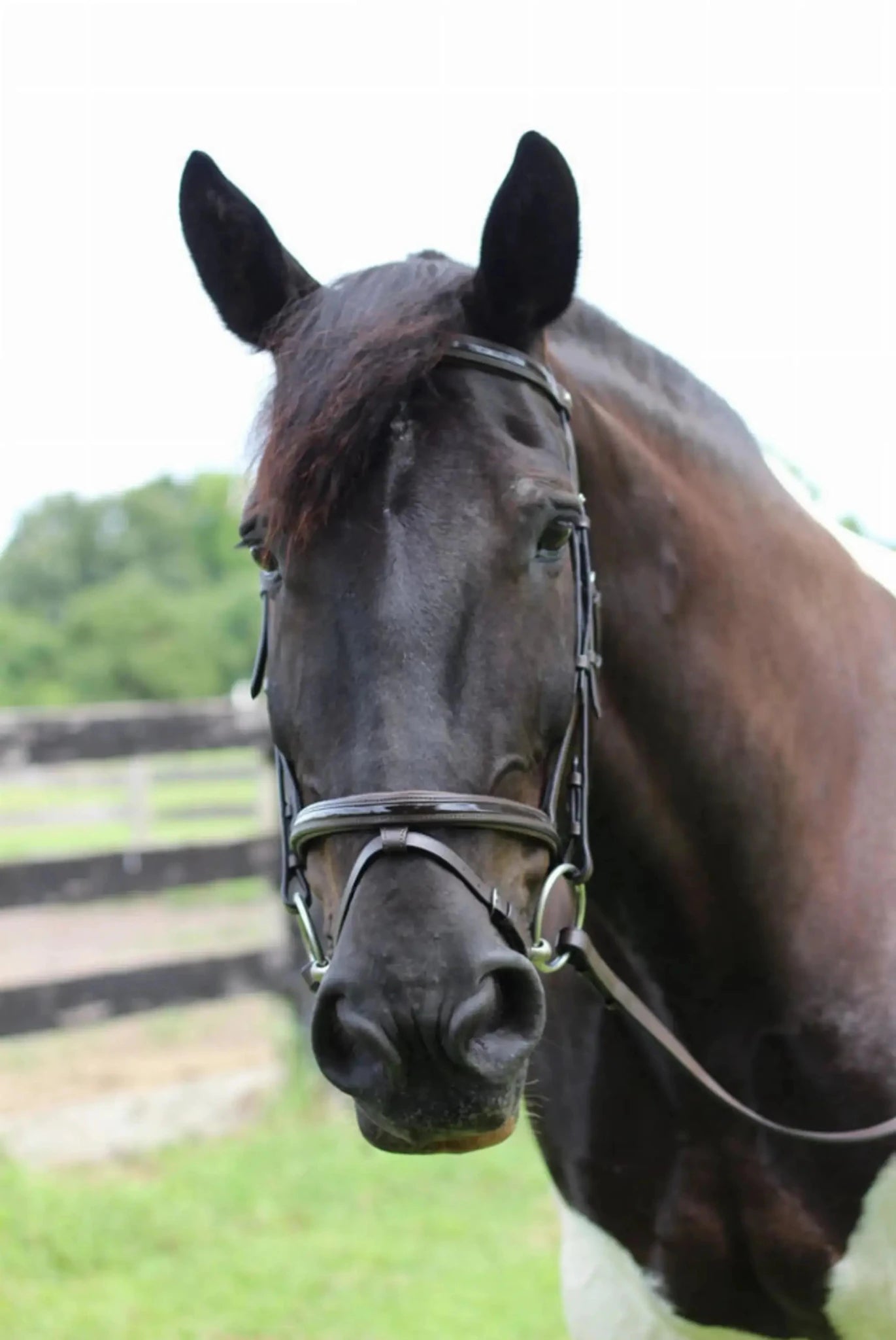 Henri de Rivel Pro Piaffe Mono Crown Bridle with Flash Noseband with Patent Leather and webbed rubber reins with leather stops - from JPC Equestrian