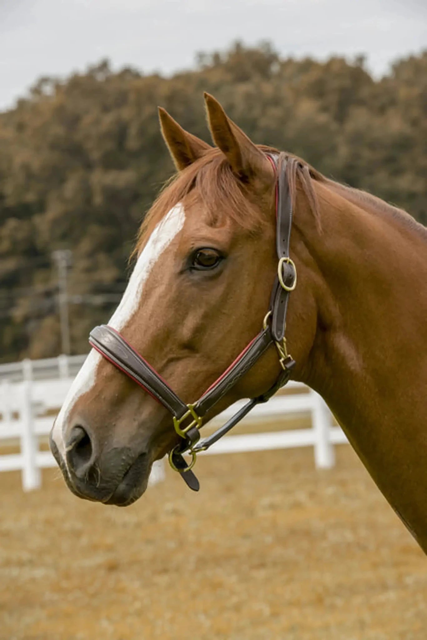 Henri de Rivel Cahill Padded Halter - from JPC Equestrian