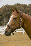 Charger l'image dans la visionneuse de la galerie, Henri de Rivel Cahill Padded Halter - from JPC Equestrian
