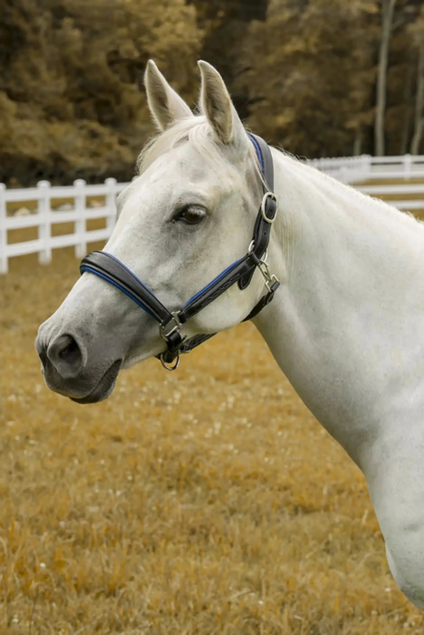 Henri de Rivel Cahill Padded Halter - from JPC Equestrian
