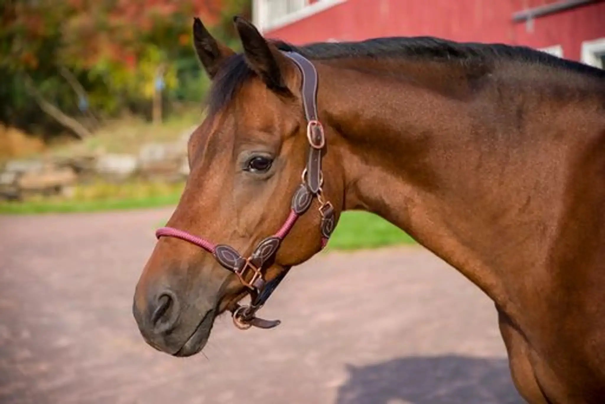 Henri de Rivel Leather Rope Halter - from JPC Equestrian