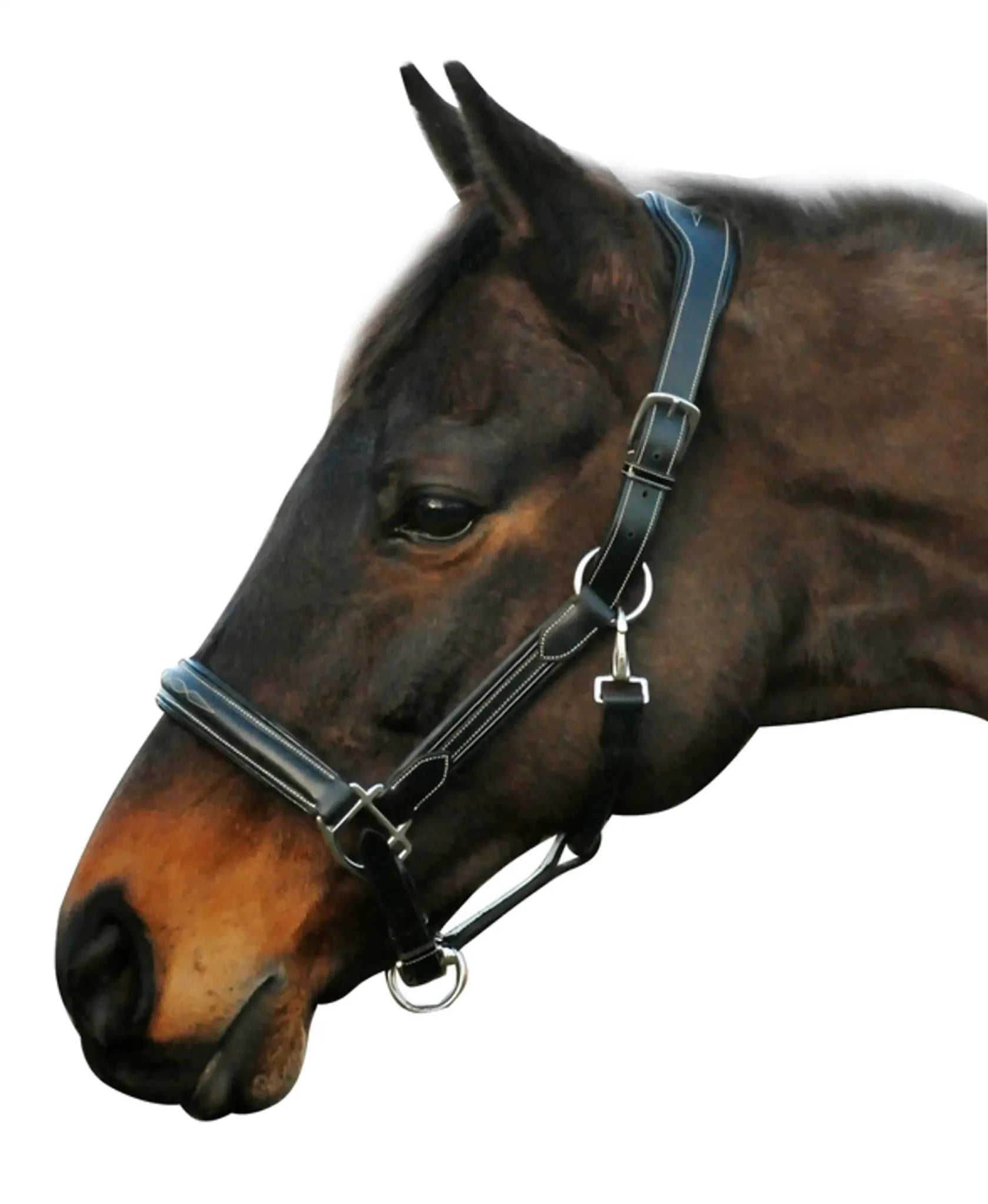 Henri de Rivel Stress Free Halter With Fancy Contrast Stitching - from JPC Equestrian