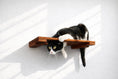 Load image into Gallery viewer, Wall Mounted Cat Shelf by Catastrophic Creations; wooden perch with a black and white cat.
