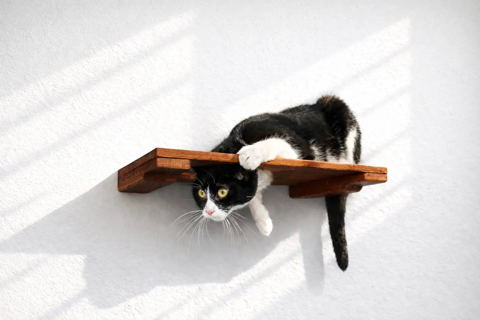 Wall Mounted Cat Shelf by Catastrophic Creations; wooden perch with a black and white cat.