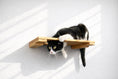 Load image into Gallery viewer, Wall Mounted Cat Shelf with natural wood planks; black and white cat lounging on the perch.
