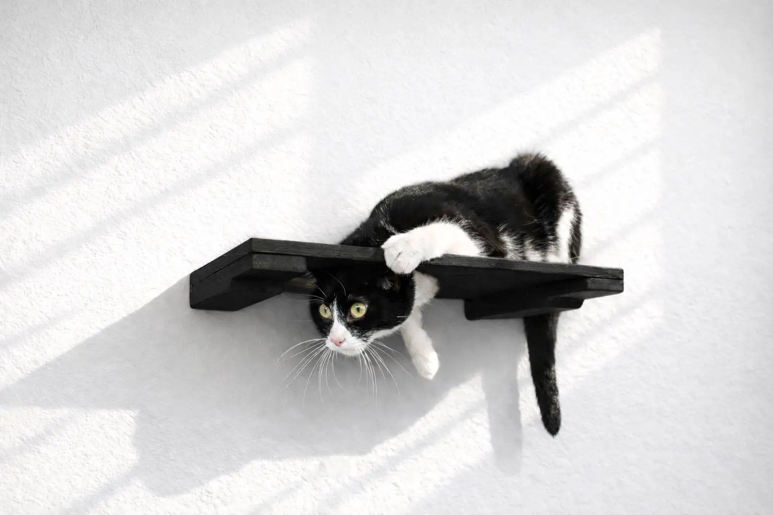 Wall Mounted Cat Shelf, black wooden perch with a black-and-white tuxedo cat hanging off.