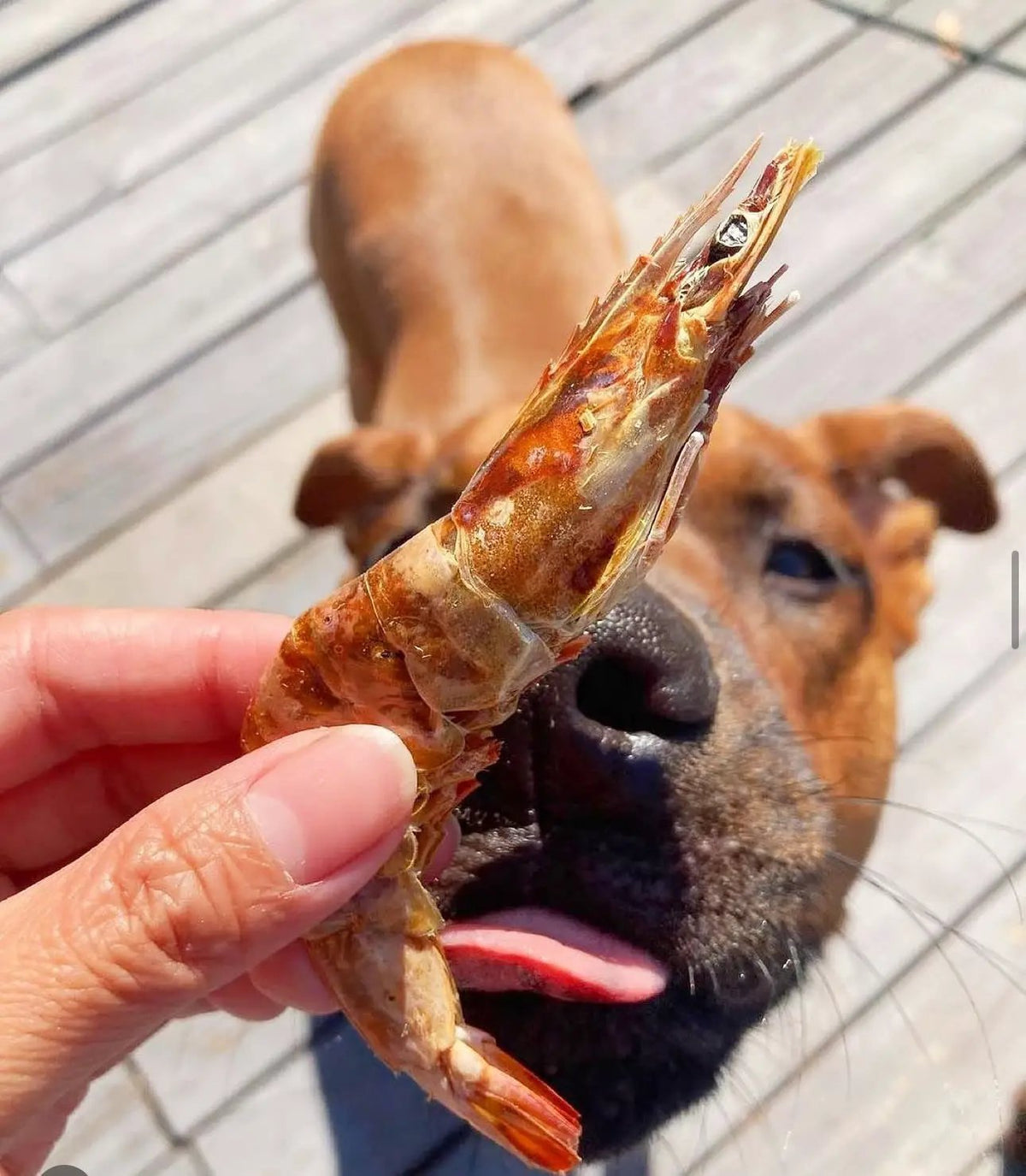 Shrimp by Naked Beasts; orange-shelled shrimp held in hand with a dog on a wooden deck in the background.