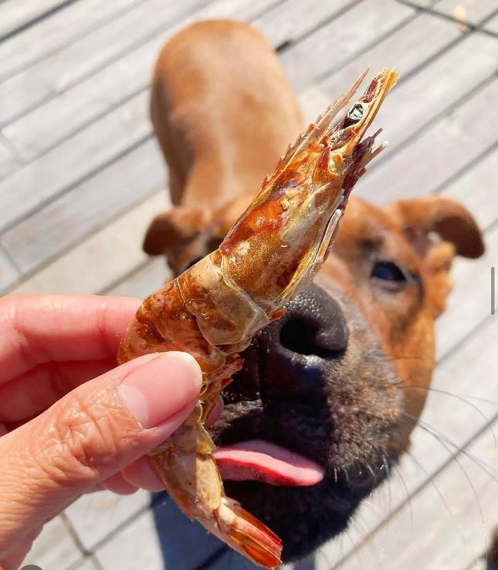 Shrimp by Naked Beasts; orange-shelled shrimp held in hand with a dog on a wooden deck in the background.
