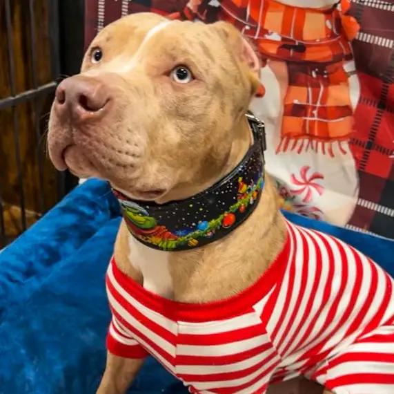 The Grinchmas Limited Collar - Pet Collars & Harnesses from Bestia Dog Gear