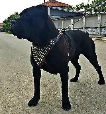 Bestia Gladiator Heavy Duty Italian Leather Harness For Large Breeds by Bestia Dog Gear