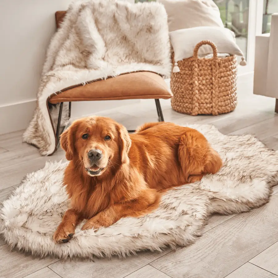 Paw.com PupRug Faux Fur Orthopedic Dog Bed, Curve White with Brown Accents, dog lounging on plush bed.