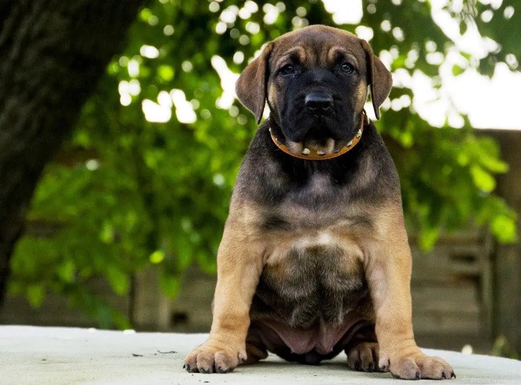 The "Superstar" puppy dog collar - Pet Collars & Harnesses from Bestia Dog Gear