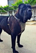 Carica l'immagine nel visualizzatore della galleria, Bestia Gladiator Heavy Duty Italian Leather Harness For Large Breeds by Bestia Dog Gear
