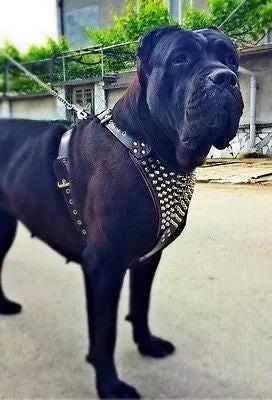 Bestia Gladiator Heavy Duty Italian Leather Harness For Large Breeds by Bestia Dog Gear