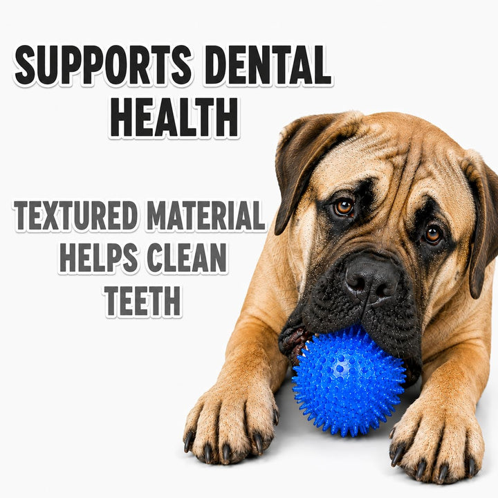 Dog with textured blue ball and supplier dental graphic