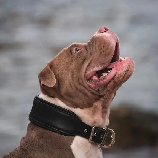 Plain "Style" Collar black - Pet Collars & Harnesses from Bestia Dog Gear