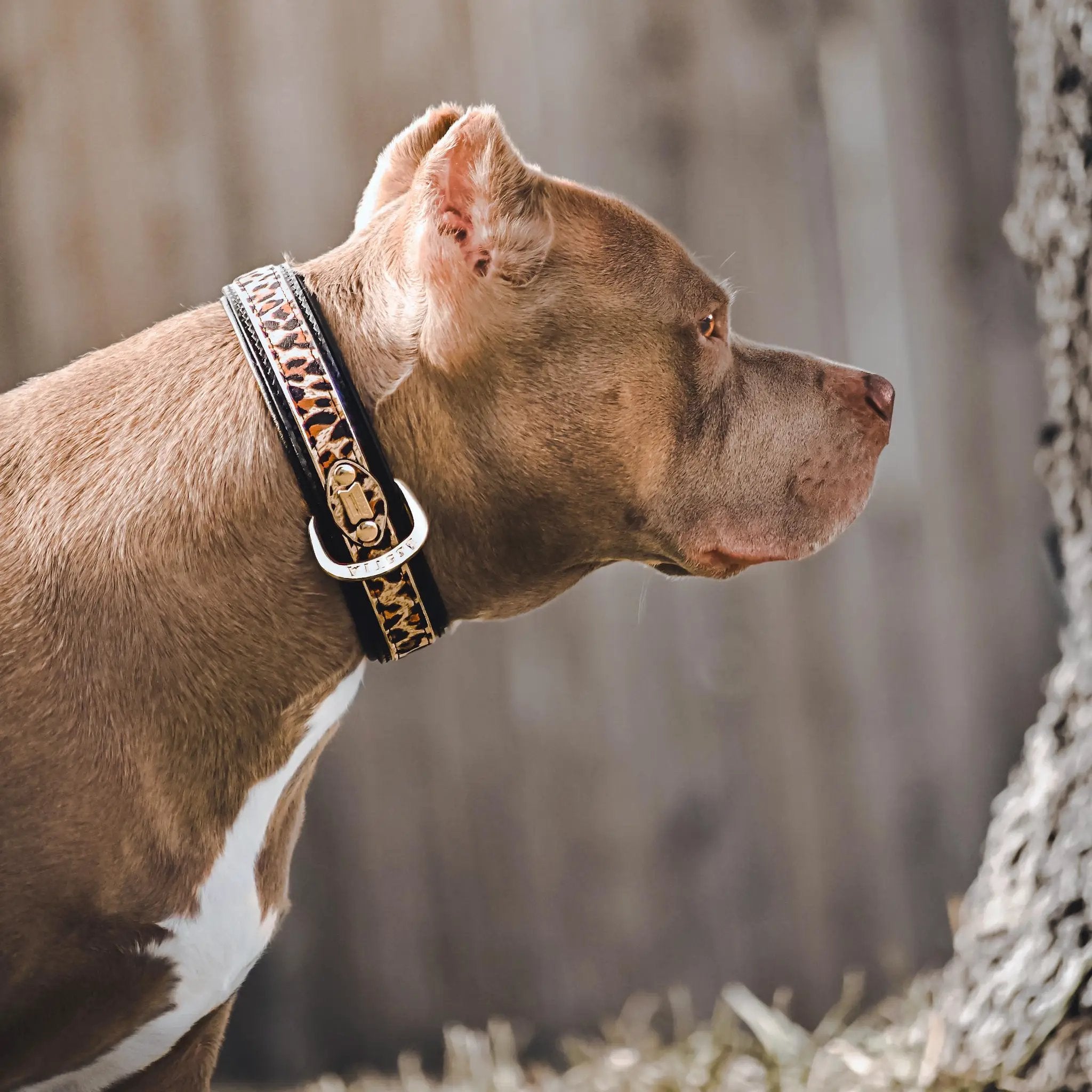 LEOPARD Limited Designer Dog Collar Handmade Exclusive In Europe by Bestia Dog Gear