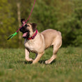 Bild in Galerie-Betrachter laden, Bestia Dog Sport GripPro Print Collar - Pink - Pet Collars & Harnesses from Bestia Dog Sport
