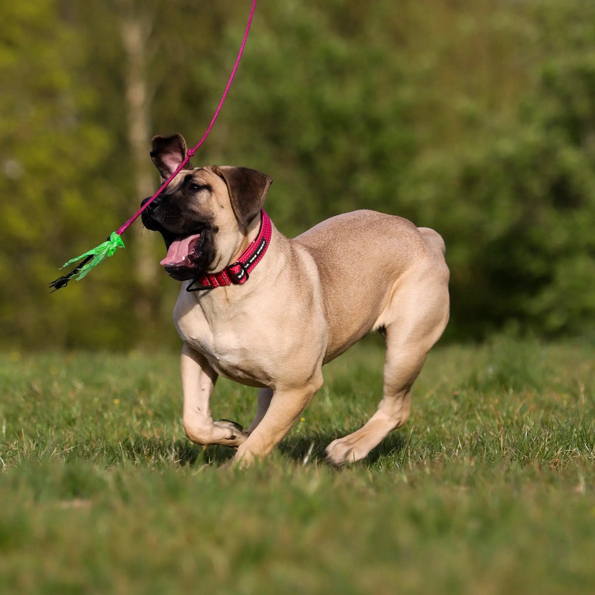 Bestia Dog Sport GripPro Print Collar - Pink - Pet Collars & Harnesses from Bestia Dog Sport