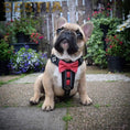 Carica l'immagine nel visualizzatore della galleria, Bestia Dog Gear Bowtie Leather Harness Handmade Black Small Medium by Bestia Dog Gear
