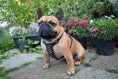 Load image into Gallery viewer, The "Rocky" studded leather harness Small to Medium Size - Pet Collars & Harnesses from Bestia Dog Gear
