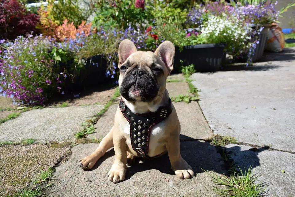 The "Rocky" studded leather harness Small to Medium Size - Pet Collars & Harnesses from Bestia Dog Gear