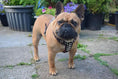 Load image into Gallery viewer, The "Rocky" studded leather harness Small to Medium Size - Pet Collars & Harnesses from Bestia Dog Gear

