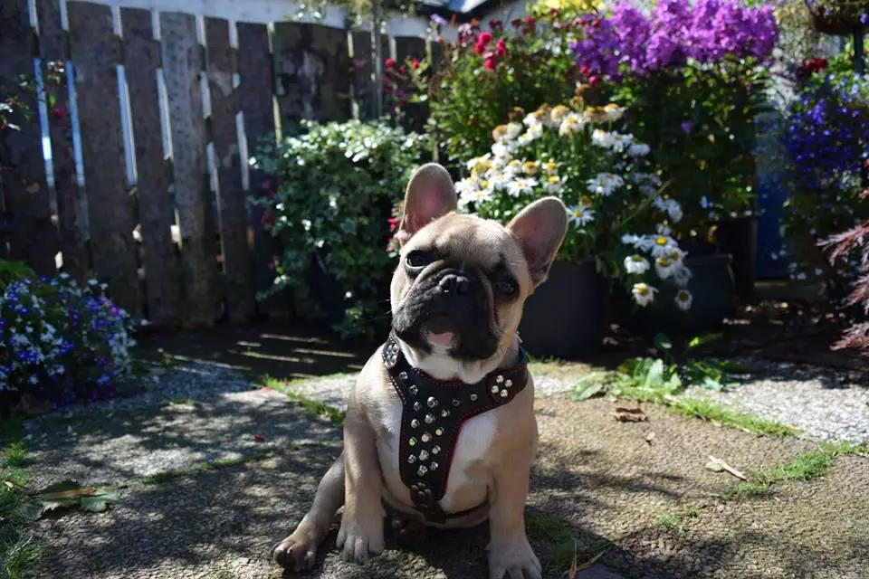 The "Rocky" studded leather harness Small to Medium Size - Pet Collars & Harnesses from Bestia Dog Gear