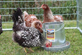 Bild in Galerie-Betrachter laden, Miller Galvanized Hanging Chicken Feeder 12 lb Metal Poultry Feed Dispenser by Paw and Tail Supply
