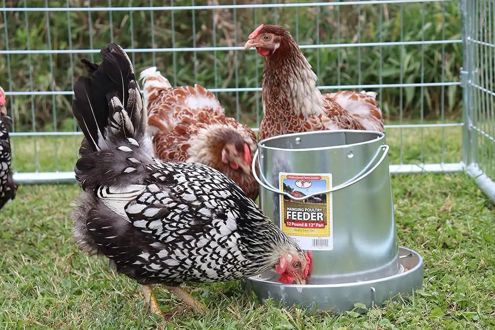Miller Galvanized Hanging Chicken Feeder 12 lb Metal Poultry Feed Dispenser by Paw and Tail Supply