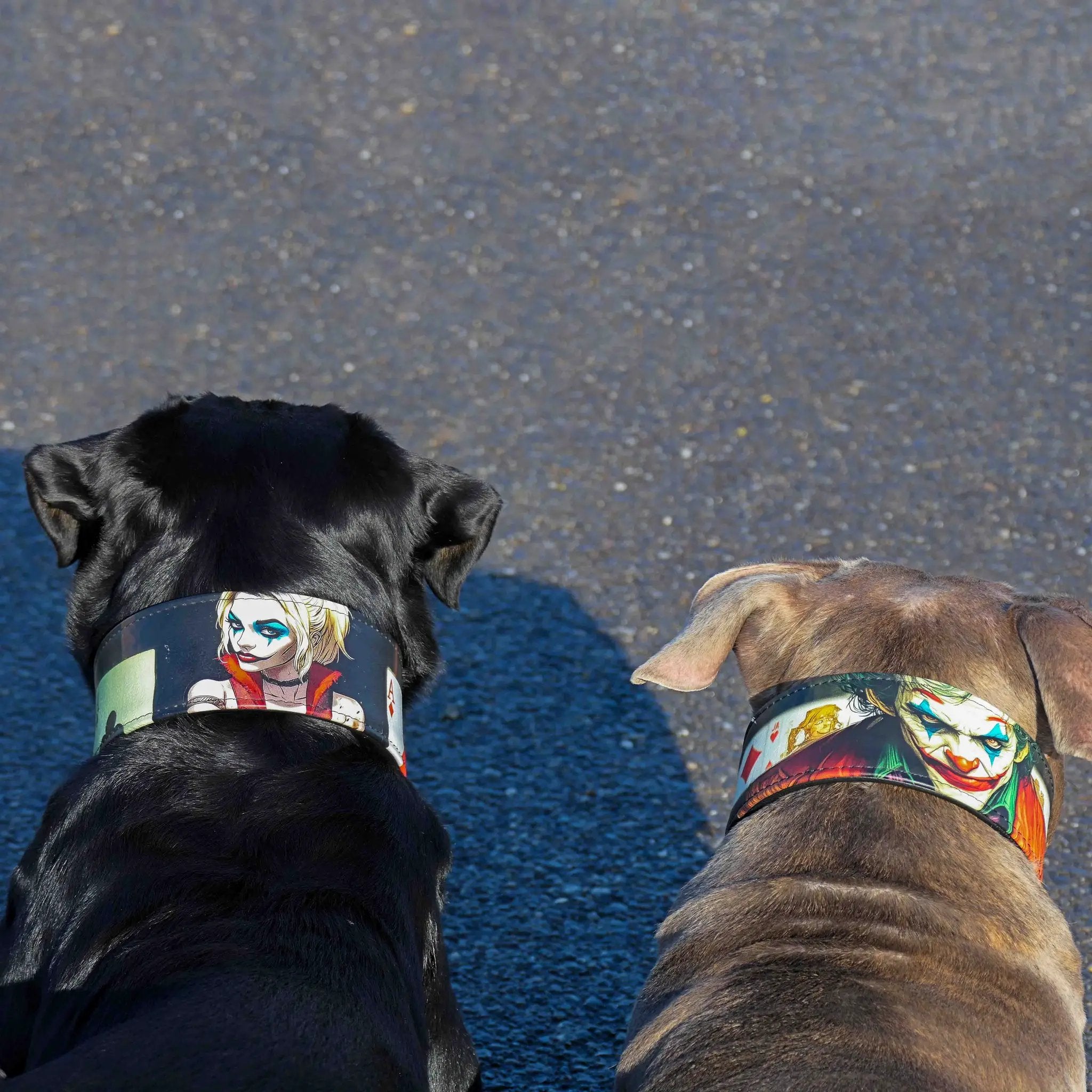 The Harley Limited Collar - Pet Collars & Harnesses from Bestia Dog Gear