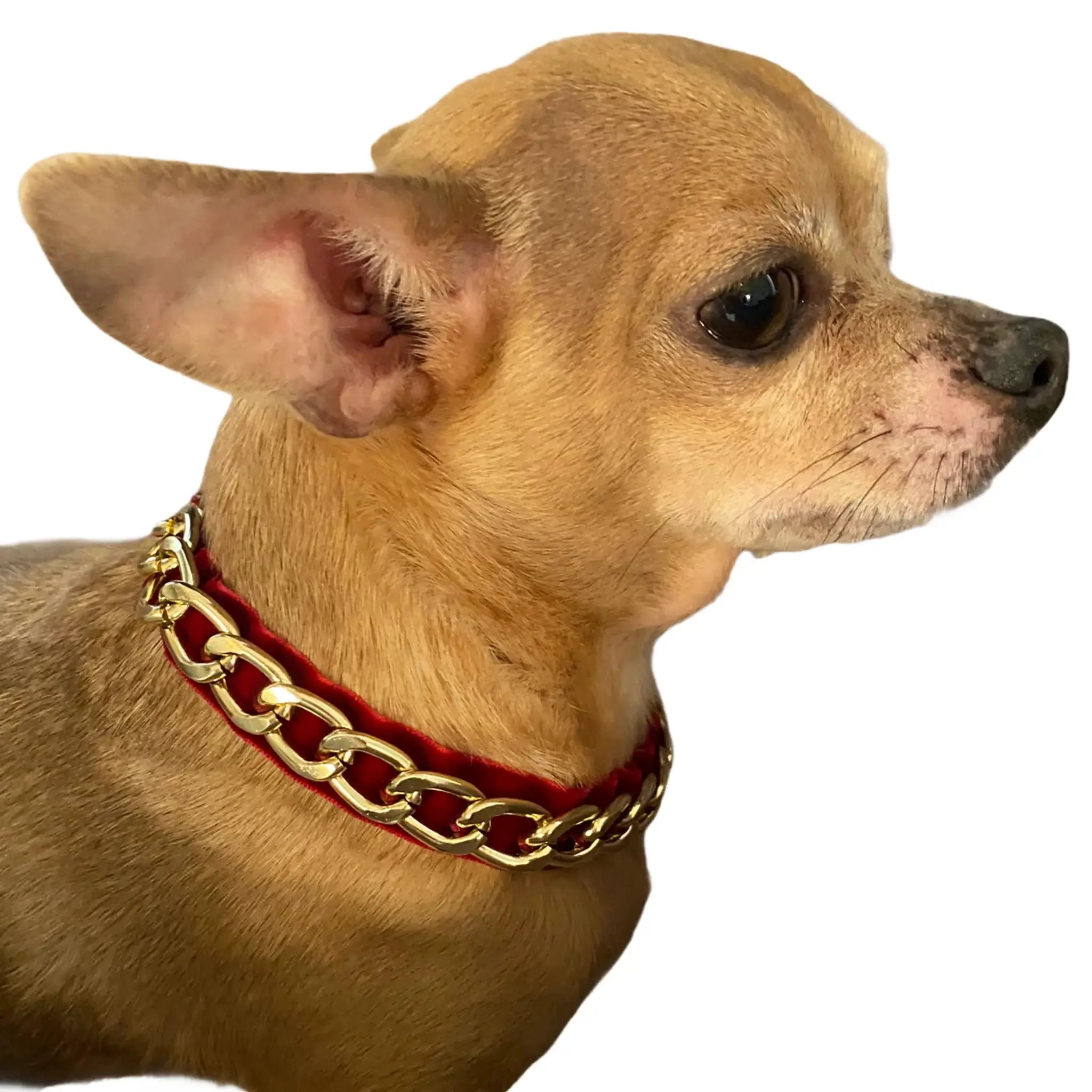 Gold Chain Velvet Collar - from Bark Fifth Avenue