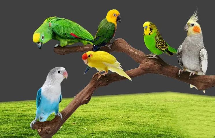 Premium Natural Grapevine Bird Perch And Climbing Branch Wood Toy by Sell My Stuff
