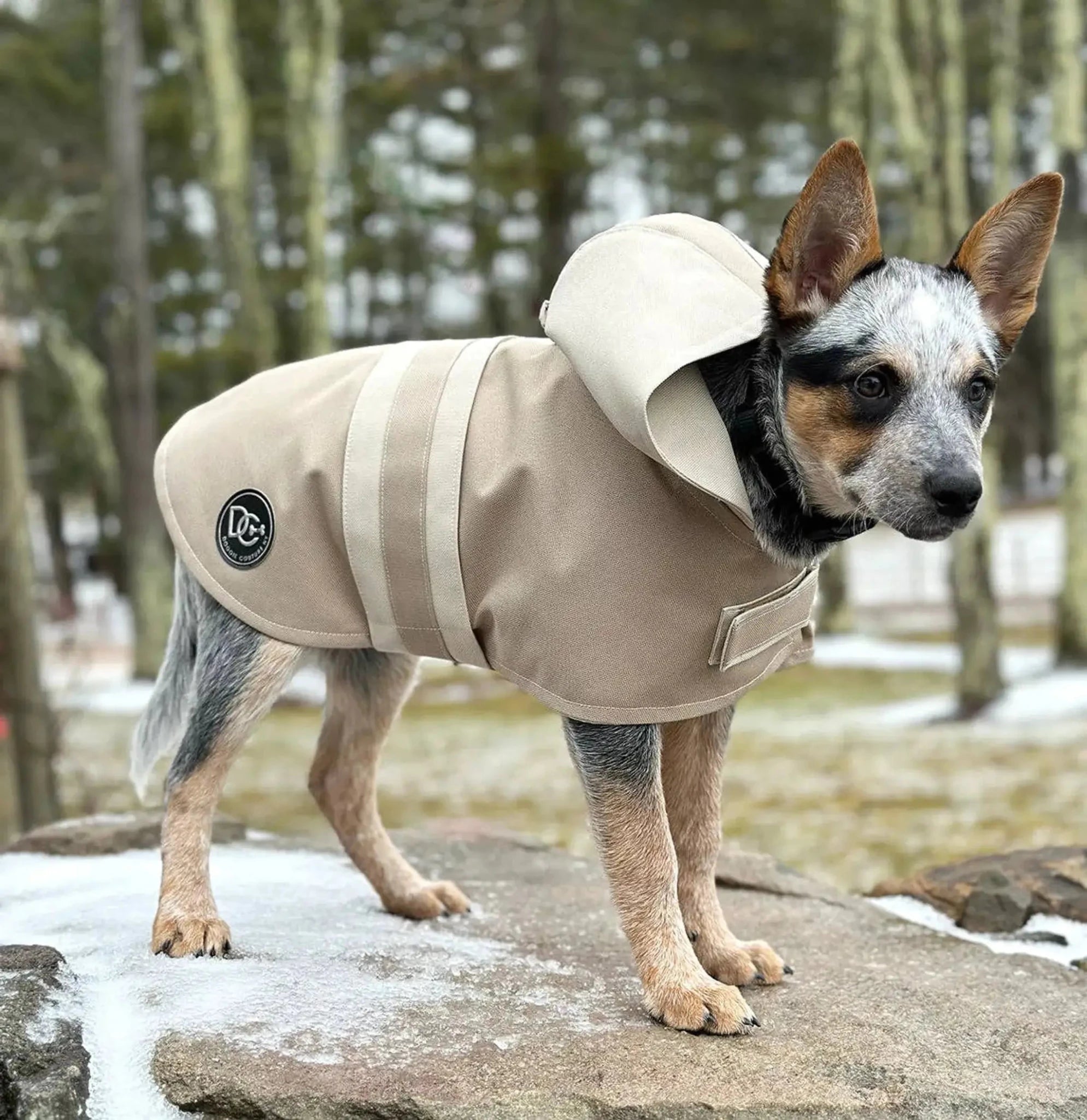 DCNY Sport Luxe Hooded Raincoat for dogs in beige with hood and DC logo patch